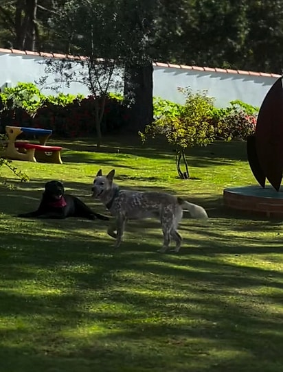 Skinner fez amizade com o cachorro da família de Erick Jacquin. 