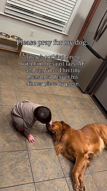 O cão sabe que pode contar com o pequeno.