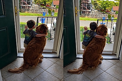 Golden Retriever encontra conforto na companhia de um menino enquanto observam juntos a porta de casa