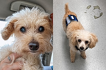 Após perder cachorro amado, jovem encontra sósia dele em abrigo e toma decisão emocionante.