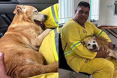 Gari e corredor se unem para ajudar cachorro que passava mal