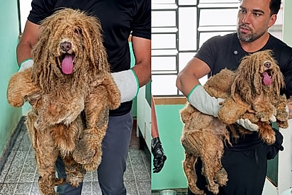 Vira-latinha negligenciado é resgatado com 1,5 kg de pelos embolados e agora espera por um lar.