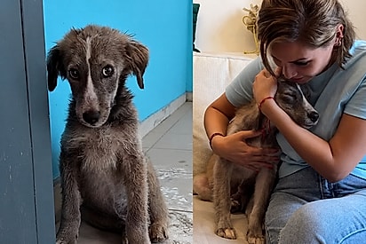 O filhote foi tirado das ruas e hoje tem uma vida de rei com a sua família