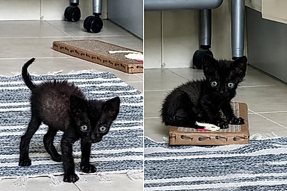  Filhote magrinho se torna gato majestoso e transformação impressiona