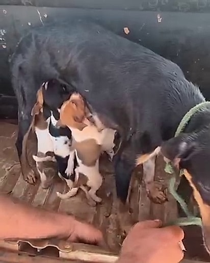 A mãe não deixou de cuidar de seus filhotes.