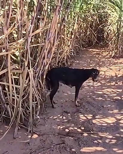 Os animais estavam em uma área rural de difícil acesso.
