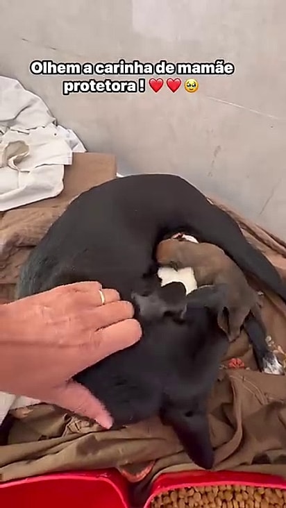 Pretinha deu à luz a dois filhotes.