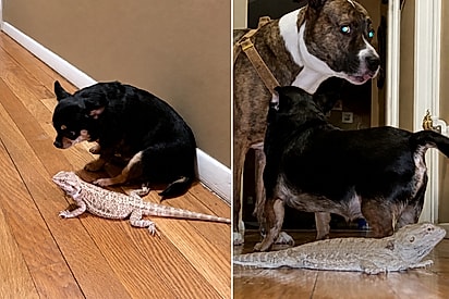 Chihuahua vira melhor amiga de lagarto e faz de tudo para protegê-lo