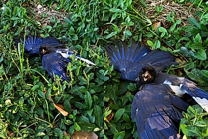 “Hoje a natureza me pediu ajuda”: Encontro silencioso com pequeno animal emociona moradora da chácara