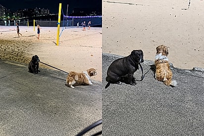 “O cachorro tem um cachorro?”: cão fica responsável por não deixar irmão shih-tzu fugir, e cena da dupla viraliza