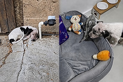 “É tudo para mim?”: Filhote resgatado ganha caminha fofa cheia de brinquedos e parece não acreditar que é verdade