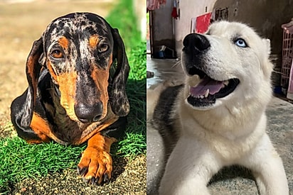‘Falaram que eram aberrações e iam crescer feios’: Após críticas, jovem mostra como estão filhotes mistura de husky com salsicha