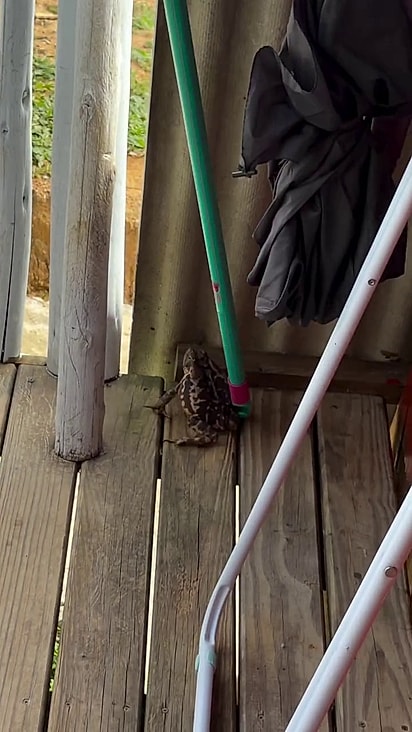 O sapo estava na varanda da casa de Jéssica.