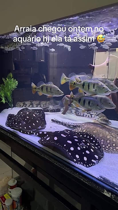 Os peixes maiores sairam ilesos.