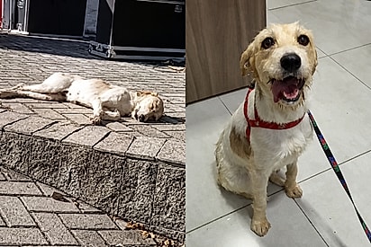 “Ela só quer uma chance”: Cachorrinha é ignorada por não conseguir manter a linguinha dentro da boca e espera por adoção.