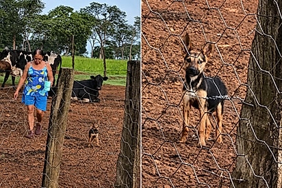 “Um pedacinho de felicidade”: Mãe sai para caminhar e volta com filhote abandonado.