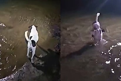 Estratégia inusitada: cão atravessa rio em caverna caminhando apenas com as patas dianteiras