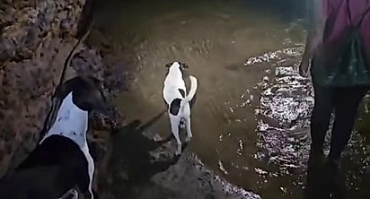 Os guias já estão acostumados com o comportamento do cão.