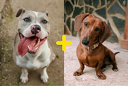 Pitbull cruza com salsicha e beleza exótica de filhote chama atenção na internet.
