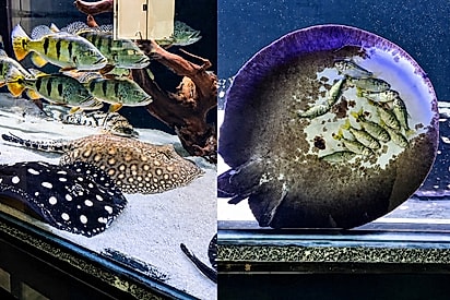 “Eu achei que ela estava brincando”: Arraia surpreende ao prensar peixes em aquário e cena intriga visitantes