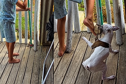 “Não sabia se salvava o sapo, o cachorro ou a mim”: família tenta colocar o sapo para fora de casa e tudo dá errado