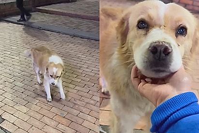 Caminhando com dificuldade, cão de rua vem todo feliz ao ouvir a frase que sonhou a vida toda