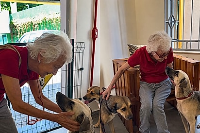 Margarida trabalhou durante anos ajudando animais