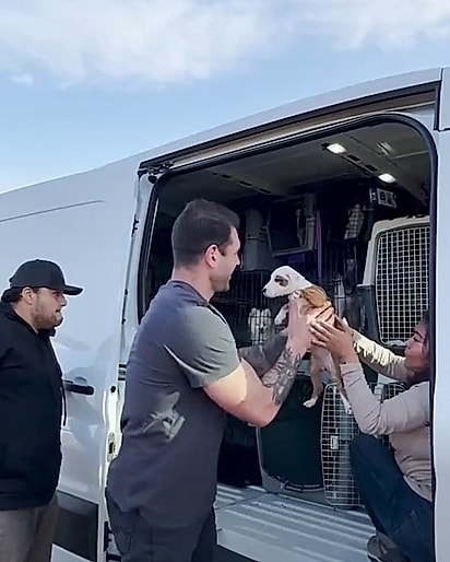 Os cães foram resgatados de abrigos da Califórnia e ganharam uma nova chance de vida.