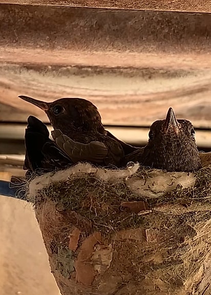 Thaiz acompanhou de perto o desenvolvimento das aves.