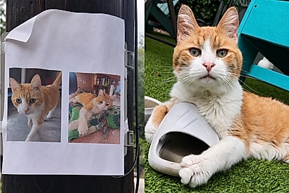 Gato desaparece, tutora espalha cartazes pelo bairro e descobre em grupo que pet estava em outro estado após invadir festa.
