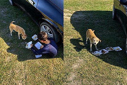 Mãe percebe que “venceu” ao ver filho juntar comida em festa para alimentar cachorrinho com fome.