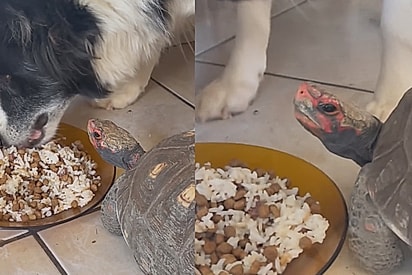 “Ele é frio, ele calculista: Jabuti cria estratégia para intimidar cães da casa e técnica viraliza