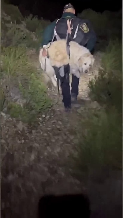 O cão estava muito cansado para voltar caminhando.