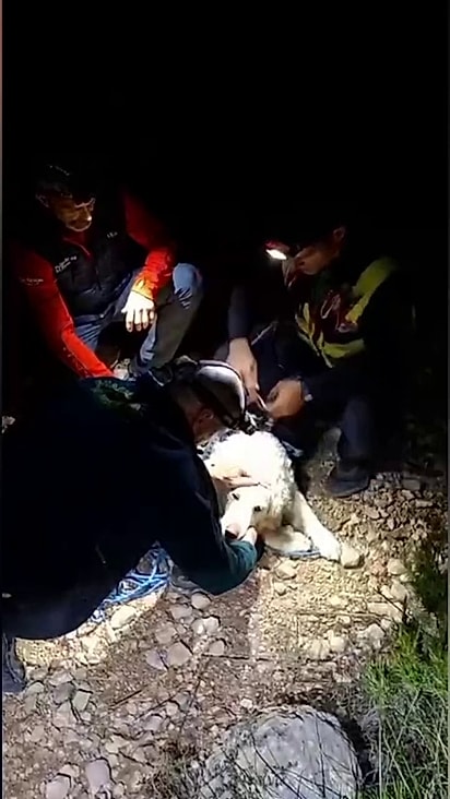 O tutor e o cão se perderam durante a trilha.