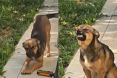 Cachorro caramelo entra sorrindo em casa para contar notícia: moça foi contemplada com ‘cãosórcio’