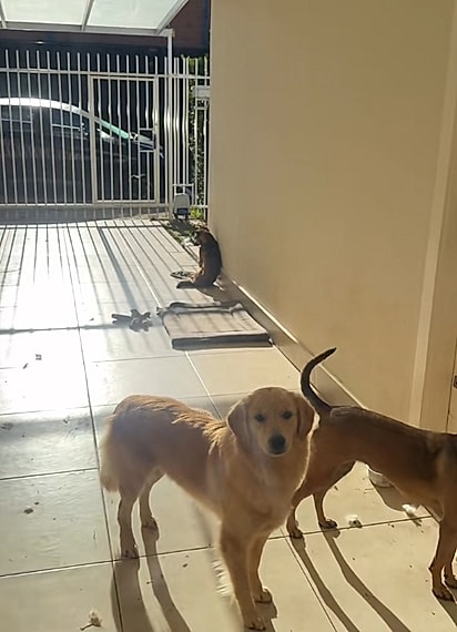 Thais notou que havia mais um cão no quintal. 