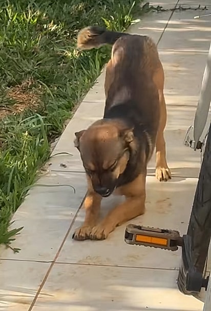 O cão está tentando comunicar que é amigável. 