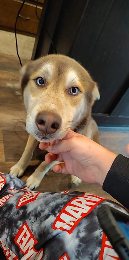 Cachorro mistura de pastor australiano e husky.
