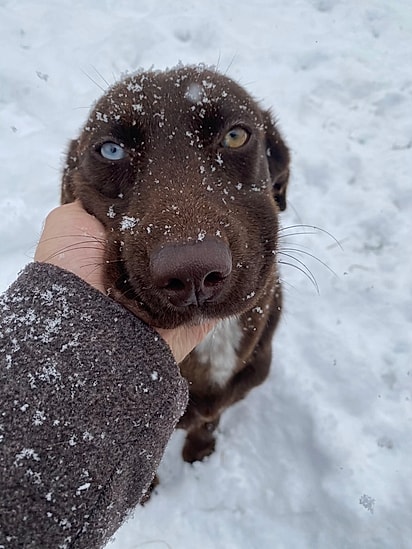 Cachorro mistura de pitbull, labrador chocolate e husky.