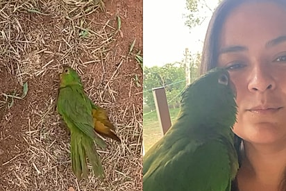 “Ela nunca esqueceu”: Maritaca resgatada volta meses depois para visitar quem cuidou dela