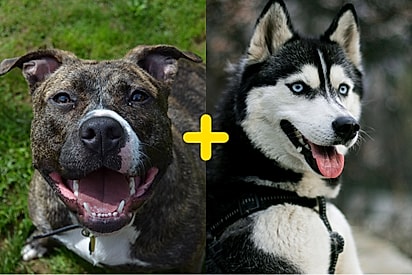Impõe respeito: conheça Indy, um cachorro de beleza imponente mistura de pitbull com husky