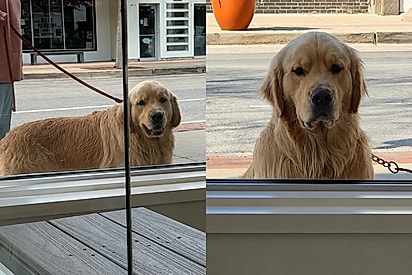 Golden retriever fica parado em janela todos os dias - e o motivo toca o coração das pessoas.