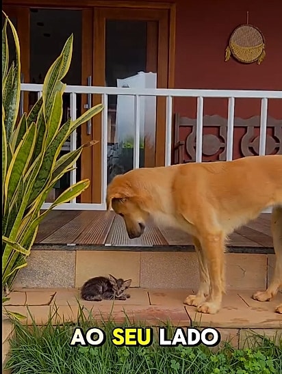 Gal decidiu proteger o gatinho.