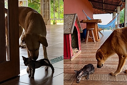 “Instinto de mãe”: vira-lata caramelo impede cães de atacarem gatinho e passa a noite protegendo o filhote.