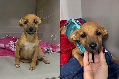 Sem condições para manter pet, moradores de rua entregam cachorrinha em clínica veterinária para garantir que será bem cuidada.
