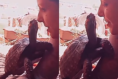 “Ele falou que me ama”: Tutora mostra como seu jabuti é carinhoso com ela e cena encanta