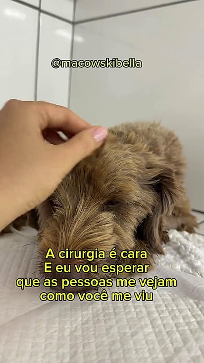 Feijão já passou por cirurgia e espera por um lar.
