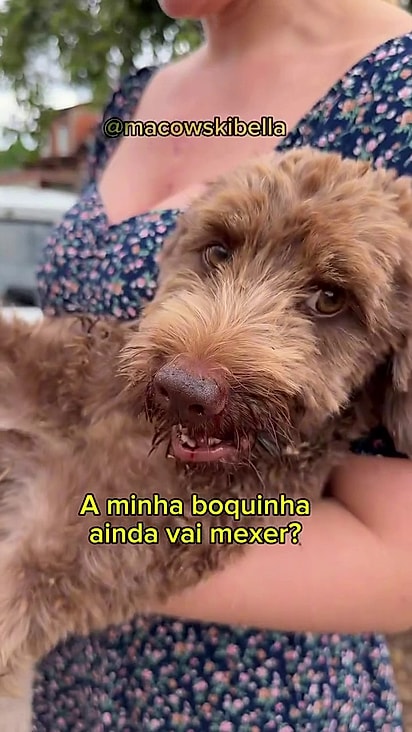 O cão estava com multíplas fraturas.