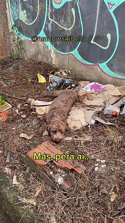 Ele foi deixado na calçada em meio a lixos.