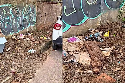‘O que choca é que viram, sim’: cãozinho é resgatado com múltiplas fraturas em meio a um ‘lixão’